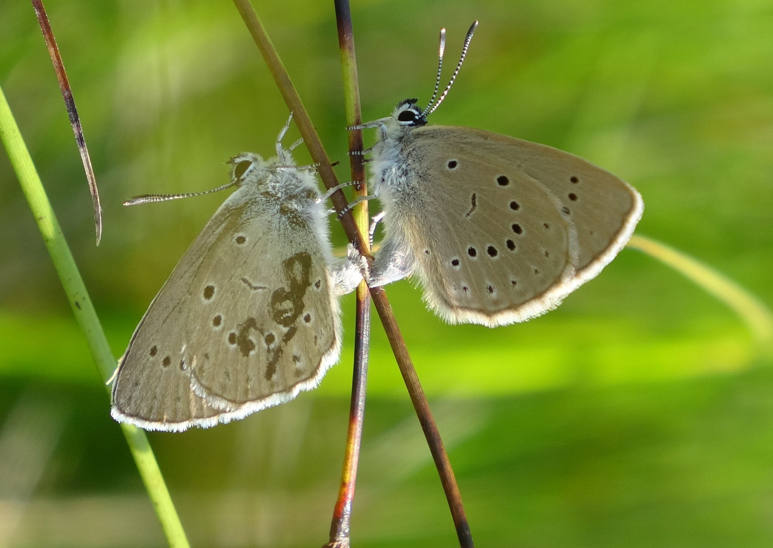 Jelölt vérfű hangyaboglárka (Maculinea teleius)